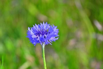 矢車菊　Cornflower