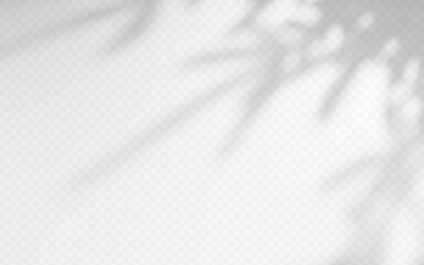 Obraz premium Shadow overlay from a tree branch isolated on a transparent background.