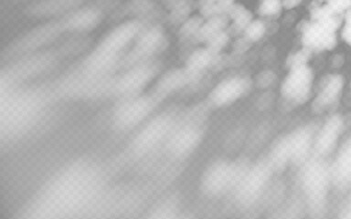 Obraz premium Abstract shadow overlay from foliage on a transparent background.