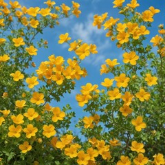 Obraz premium Bright yellow and orange Bacopa monnieri blossoms against a vibrant blue sky , plant, summer