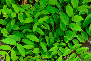 green leaves background