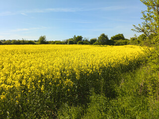Fototapeta premium Rapsfeld in Kronsberg-Hannover