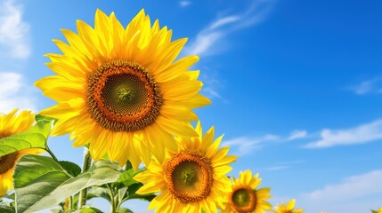 Obraz premium Bright and vibrant sunflower blooming in the clear blue sky with soft clouds in the background for outdoor nature scenes