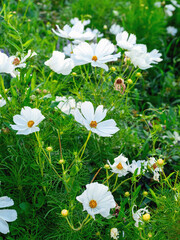 white pigtail in a flower bed