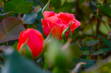 A beautiful pink knock out rose opening its delicate petals from deep within the rose bush
