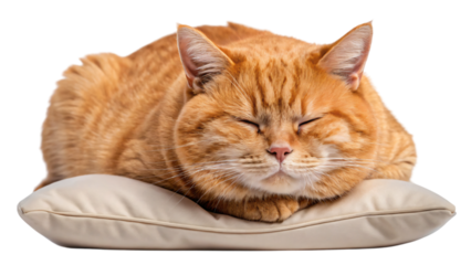 cat sleep on pillow isolated on white 