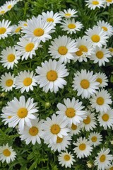 A vibrant bouquet of white daisies nestled in lush green foliage , arrangement, field, closeup