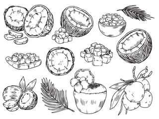 Set of hand drawn coconut with nata de coco outline drawing food illustration vector set3
