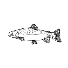 Obraz premium Vector illustration of a detailed, hand-drawn trout fish. Ideal for fishing-related designs, educational content, and nature-themed projects. Perfect for logos and packaging.