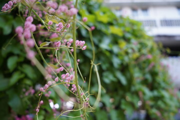 pink flowers in a garden