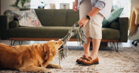 Playing, rope and person with dog in home for bonding, learning and training in living room. Animal, house and pet owner with Golden Retriever with toy for tug game for development, fun and relax