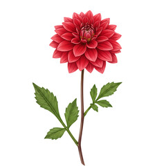 Red Dahlia Flower