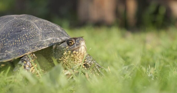A turtle crawls across a clearing with green grass. A European pond turtle basks in the evening sun. Flora and fauna in Ukraine.