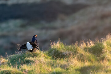 Male black grouse (Tetrao tetrix) on the moorland on a spring evening, Perthshire, Scotland