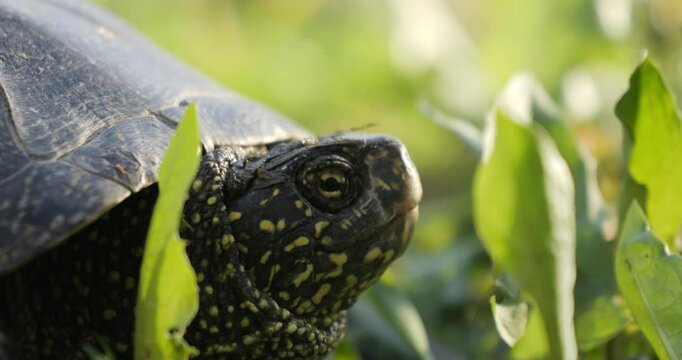A turtle crawls across a clearing with green grass. A European pond turtle basks in the evening sun. Flora and fauna in Ukraine.