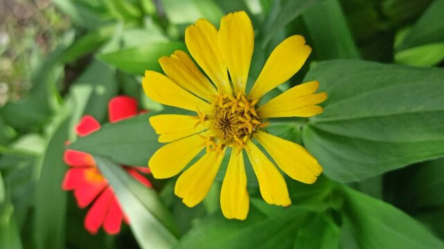 beautiful zinnia flower in the yard