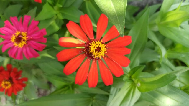 beautiful zinnia flower in the yard