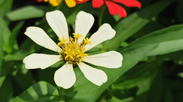 beautiful zinnia flower in the yard