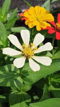 beautiful zinnia flower in the yard