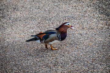 A male Mandarin duck snatches a piece of bread on a pebble-covered concrete floor