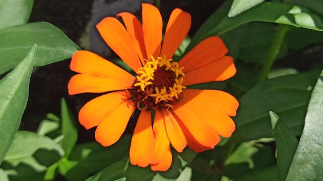 beautiful zinnia flower in the yard