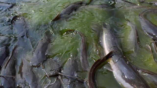 catfish in the pond