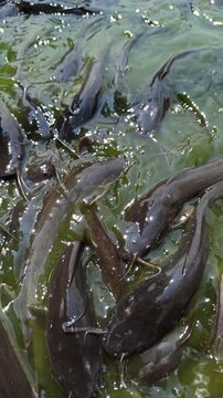 catfish in the pond