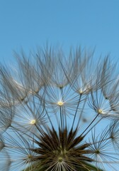 Fototapeta premium Close-Up of Dandelion Seeds Against a Clear Blue Sky.