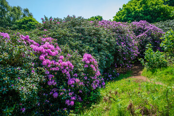 Dense rows of rhododendron bushes, heavy with purple blooms, stretch across the English countryside on a sunny late spring day 1