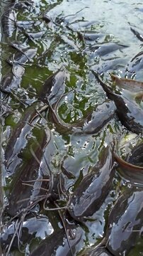 catfish in the pond