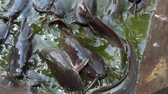 catfish in the pond