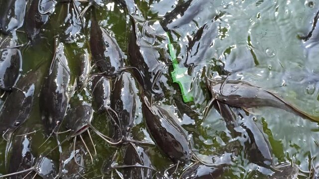 catfish in the pond