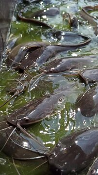 catfish in the pond