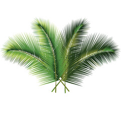 Elegant Tropical Palm Leaves in a Fan Arrangement with Lush Gradient Green Hues – Perfect for Nature, Eco Decor, and Wellness Branding