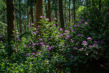 Rhododendron bush dotted with purple flowers nestles within a forest, its vibrant blooms standing out against the backdrop of tall trees in late spring 3