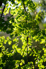 Fototapeta premium Green leaves with bokeh in backlit sunlight in the park. Beautiful background for wallpaper. Selective focus.