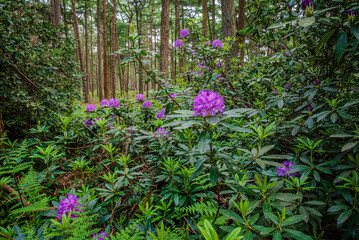A close-up of purple rhododendron flowers glows softly beneath the forest canopy, adding a splash of color to the shaded late spring woods 2