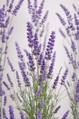 Obraz premium A profusion of fragrant lavender blossoms isolated on white , botany, plant