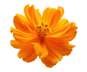 Vibrant orange flower showcasing beauty in nature for design