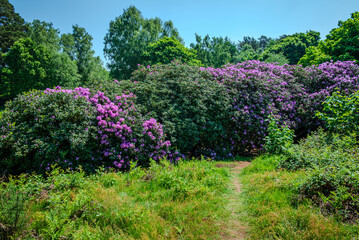 Dense rows of rhododendron bushes, heavy with purple blooms, stretch across the English countryside on a sunny late spring day 2