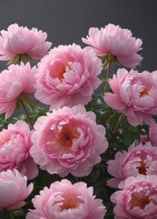 Full bloom pink peonies, lush petals, gentle light, refined aesthetic,  floral background,  pink peony background,  elegant