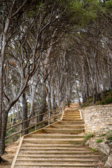 Beautiful tree path in the mediterranean coast in Europe