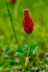 Crimson clover flowers above surrounding grass after rainfall 