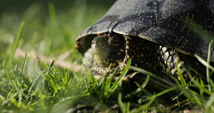 A turtle crawls across a clearing with green grass. A European pond turtle basks in the evening sun. Flora and fauna in Ukraine.
