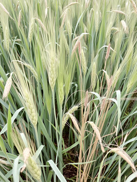 Wheat and tares growing together in a field, with wheat plants tall and green, while tares are shorter and more disheveled, with some weeds visible among them , garden, nature