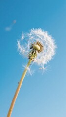 Dandelion Seed Head Against a Clear Blue Sky