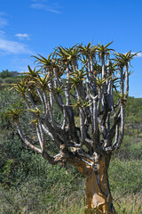 Aloidendron arborescent en Namibie