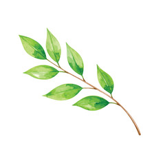 branch with leaves on isolated white background, watercolor hand drawn