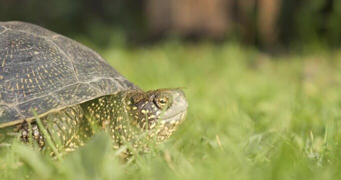 A turtle crawls across a clearing with green grass. A European pond turtle basks in the evening sun. Flora and fauna in Ukraine.