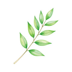 branch with leaves on isolated white background, watercolor hand drawn
